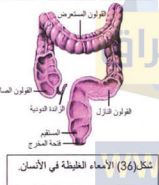 الأمعاء الغليظة